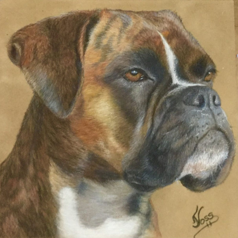 pastel of a boxer dog