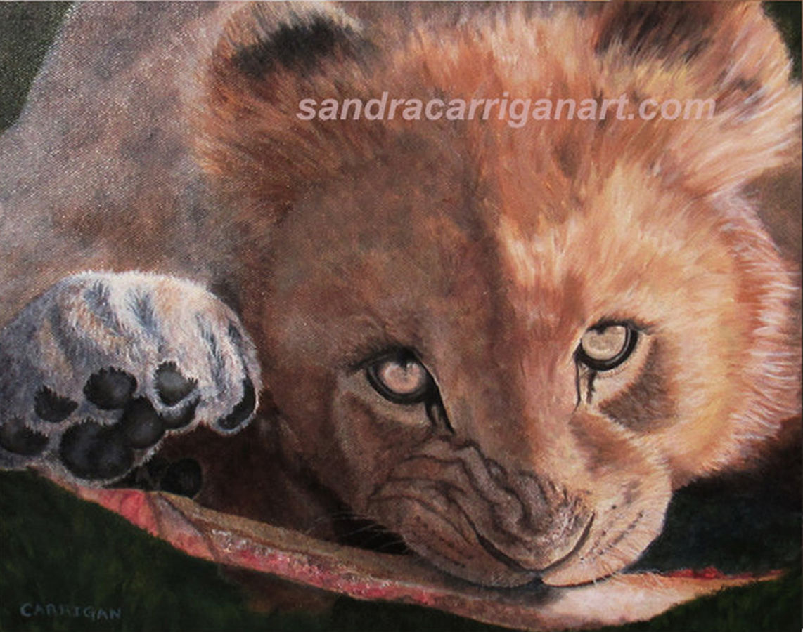 Lion Cub by Sandra Carrigan