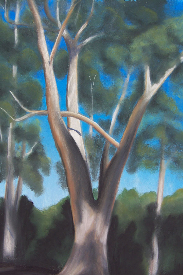 Eucalyptus Trees by Steve Letz