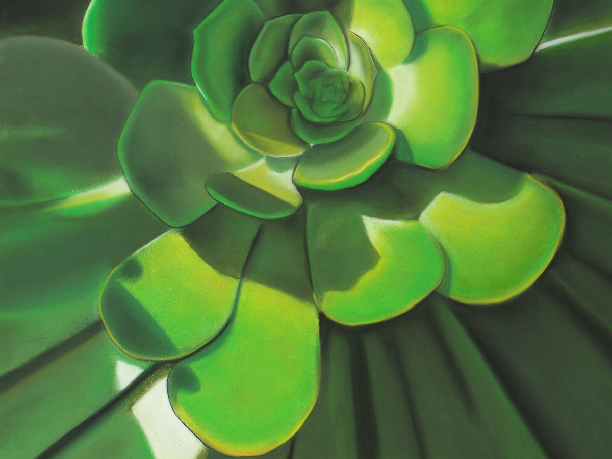 Green Aeonium by Steve Letz